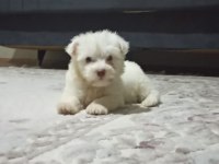 Maltese Terrier Xs Sıfır Numara Ev Doğumlu