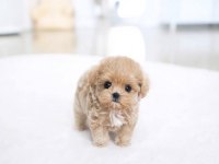 TR DE TEK ÖZEL MALTIPOO YAVRULARIMIZ