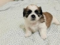 SHİH TZU yavrular
