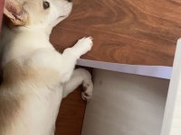6 aylık köpeğimizin hemen hemen her eğitimi tam yavrumuz