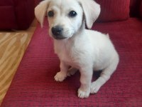 Sahiplendirme köpeğimiz için