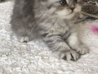 Silver Tabby longhair dişi kedimiz