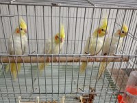 Lutino sultan papağanı bebişler
