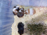 Yavru guinea pig