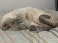 Acil Ücretsiz British Shorthair Blue Point Cinsi