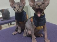 Sphynx home blue point