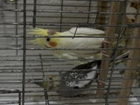 Yavru Sultanlar Albino Ve Lutino