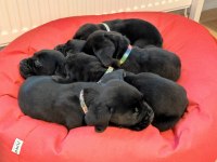 Dev anneden Devasa şecereli cane corso yavrular