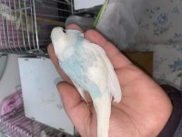 Yeni yeme düşmüş muhabbet kuşu yavrular