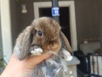 Holanda Lop Mini Lop Cuce Tavşan Yavrulari Gonderim Var