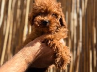 Irkının en iyi olan Poodle bebekler