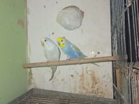 Takım muhabbet kuşu