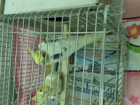 Damızlık garanti cift sultan papağanı