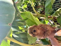 Dünyalar tatlısı ruhsatlı bayiden poodle