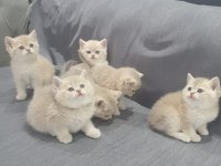 British Shorthair Blue golden ve Lilliac goldenler