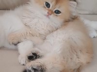 British Longhair Black Golden Sevimli Cana Yakın Uysal