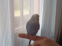 Ele gelen muhabbet kuşu erkek