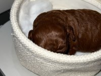 Red brown renk ırk garantili kore poodle bebekler