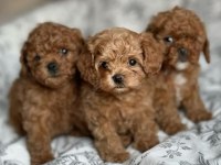 Poodle yavrularımız