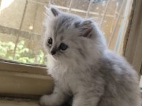 2.5 aylık british longhair yavrular yeni yuvasını bekliyor