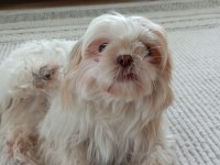 Shih tzu kızımı kızı görebilecek aile arıyorum