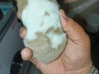 YUMUŞACIK DİŞİ 2 ADET ÇOK SEVİMLİ ELE ALIŞIK HAMSTER