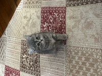BRITISH TABBY DİŞİ YAVRU KIZIMIZ