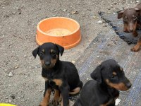 Doberman yavrularımız yeni yuvalarını arıyor