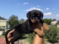 Koca kafa Rottweiler yavruları Burkem‘den