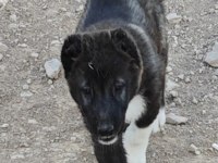 Kurt boğan kangal