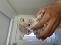 1,5 Aylık Dişi Scottish Fold Sahiplendirilecektir