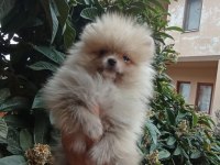 MİNNAK POMERANİAN BOO BEBEKLER