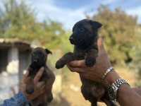 1 haftaya teslim Belçika malinos bebekler