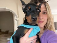 Üst kalite doberman yavrular
