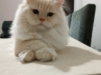 Chinchilla cins kedimiz