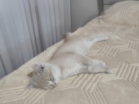 British shorthair krem dişi yavru