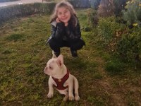 Dişi lilac tan platinium İSABELLA taşıyıcı french bulldog