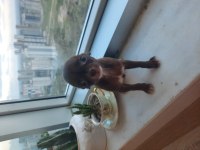 Çikolata kızım teacup chihuahua