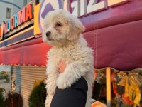 Maltipoo yavrular