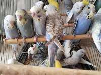Yeni yeme düşmüş bebek muhabbetler jumbo çek ingiliz