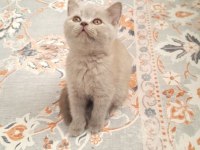 A kalite british shorthair yavrular sahiplendirilecektir