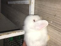 Hollanda lop tavşan