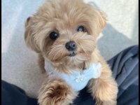 Maltipoo yavrumuz