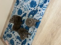 Son 2 yavru british shorthair uyguna verilecektir