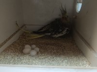 Sultan papağanımız