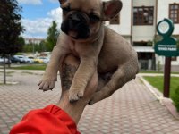 Özel Renk French Bulldog Yavruları