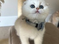 Baba şecereli scottish fold