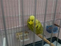 Şov jumbo takım muhabbet kuşu
