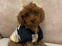 KORE POODLE PET EĞİTİMLİ YAVRUMUZ YENİ YUVASINA HAZIR