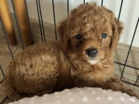 2 Aylık Erkek Toy Poodle Acil Yuva Arıyoruz